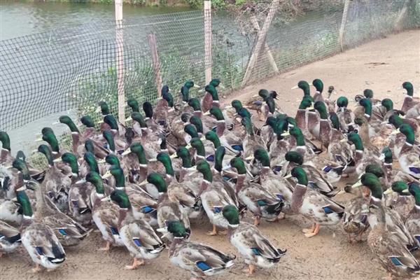 鸭子常见疾病怎么防治，发生流行性感冒可饲喂阿司匹林