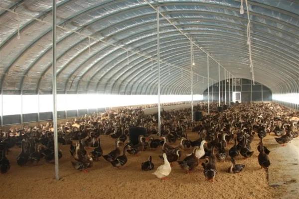 鸭子常见疾病怎么防治，发生流行性感冒可饲喂阿司匹林