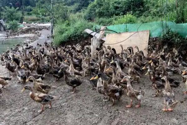 鸭子常见疾病怎么防治，发生流行性感冒可饲喂阿司匹林