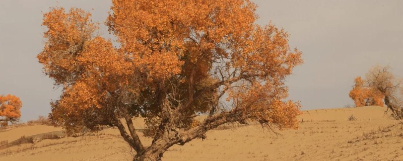 胡杨树的象征，寓意坚韧不拔、英雄不朽、顽强精神