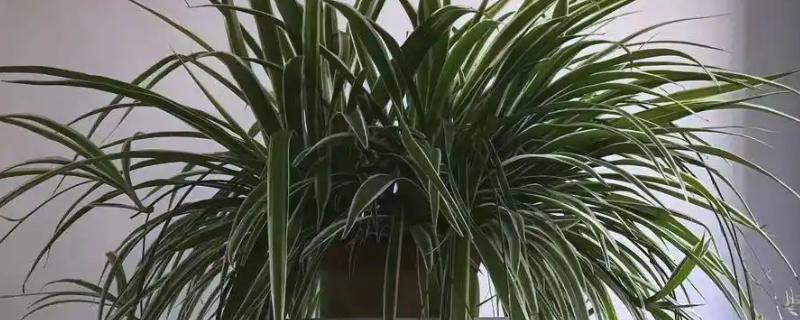 吊兰的摆放禁忌，不能放在阴暗处、干燥处