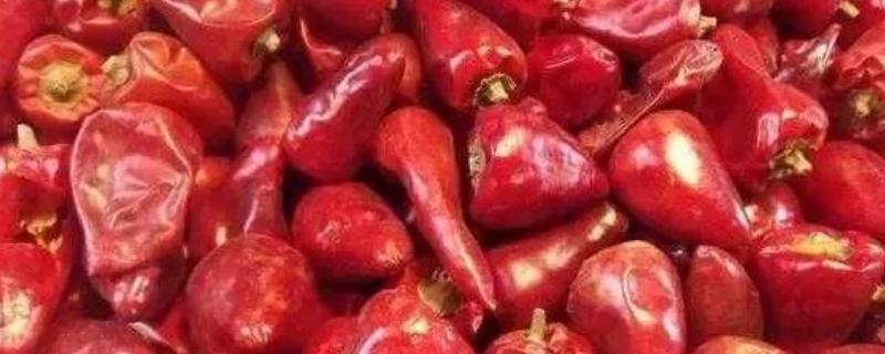 子弹头辣椒怎么吃，可制成泡椒、辣椒粉和香辣菜