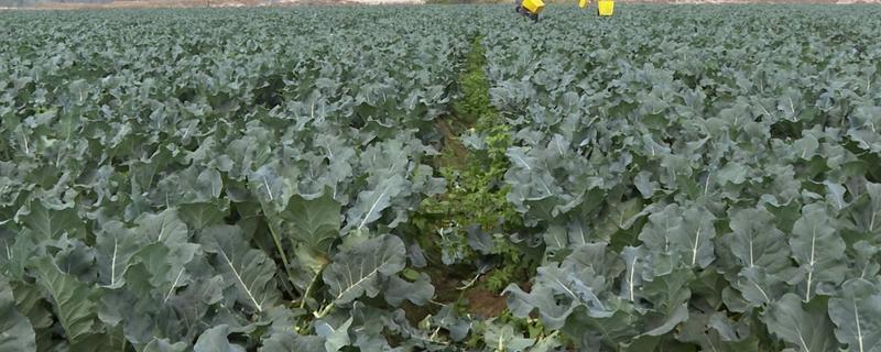 西兰花栽培后如何管理，需及时追肥