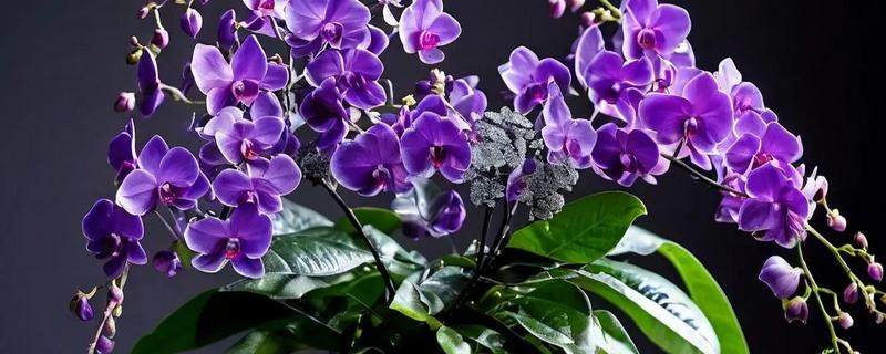 紫罗兰鲜花蔫了怎么处理，可能是浇水过多所致