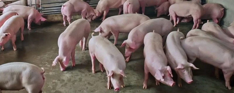 猪为何不肯吃东西，主要是疾病所致