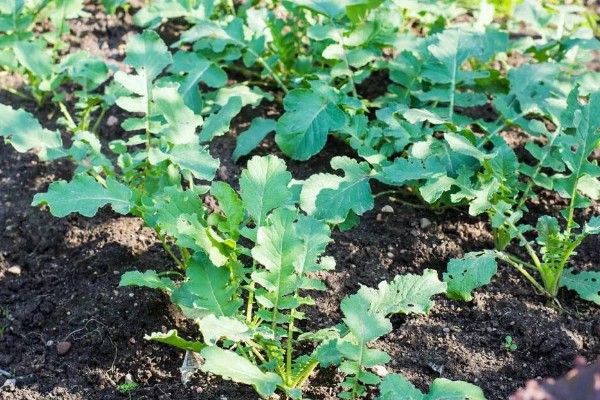 萝卜施什么肥料，可以施用农家肥和磷酸钾肥