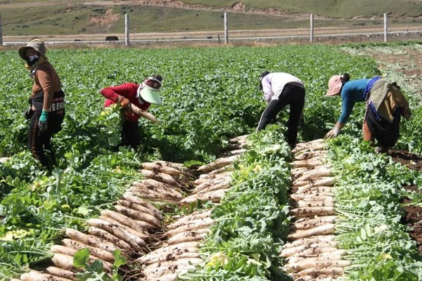 萝卜施什么肥料，可以施用农家肥和磷酸钾肥