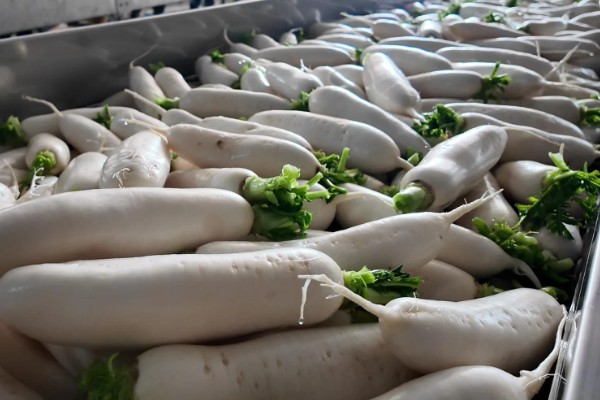 萝卜施什么肥料，可以施用农家肥和磷酸钾肥