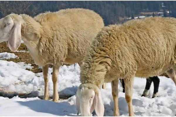 羊怕冷吗，羊不怕冷但也要做好保温措施