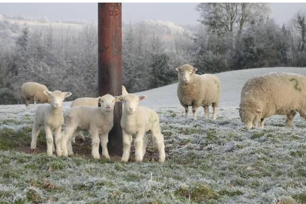 羊怕冷吗，羊不怕冷但也要做好保温措施