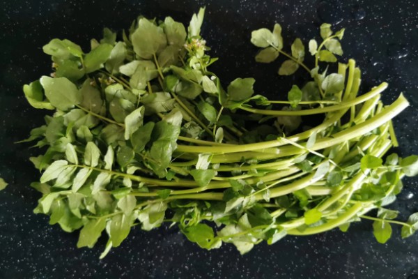 豆瓣菜是什么菜,是多年生水生草本植物