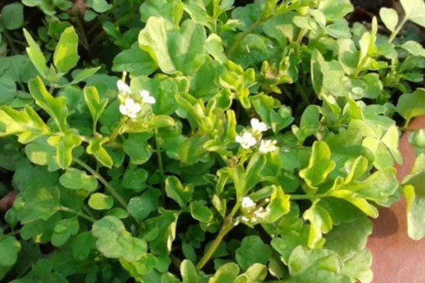 豆瓣菜是什么菜,是多年生水生草本植物