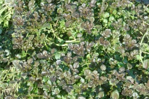 豆瓣菜是什么菜,是多年生水生草本植物