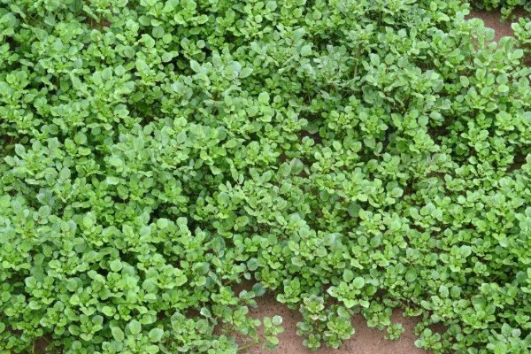 豆瓣菜是什么菜,是多年生水生草本植物