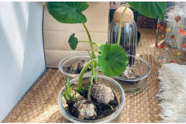 芋头盆栽种植方法，将芋头竖着埋入土壤中