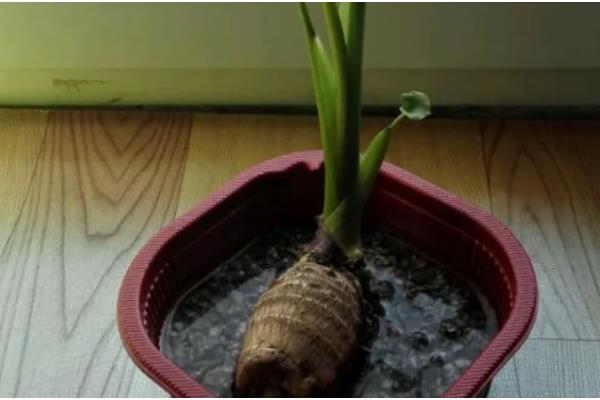 芋头盆栽种植方法，将芋头竖着埋入土壤中