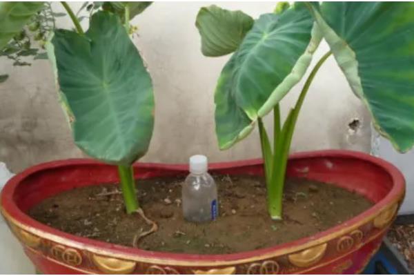 芋头盆栽种植方法，将芋头竖着埋入土壤中