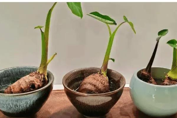 芋头盆栽种植方法，将芋头竖着埋入土壤中