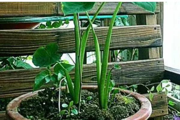 芋头盆栽种植方法，将芋头竖着埋入土壤中