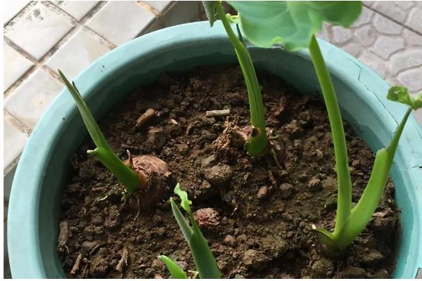芋头盆栽种植方法，将芋头竖着埋入土壤中
