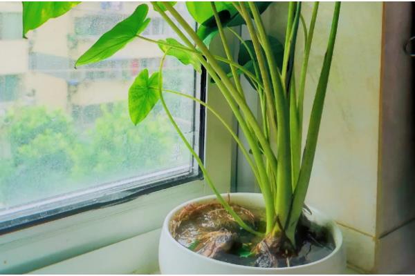 芋头盆栽种植方法，将芋头竖着埋入土壤中