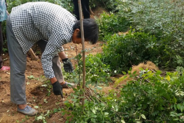 夏天怎么管理苗木，每次降雨或灌溉后都要松土除草