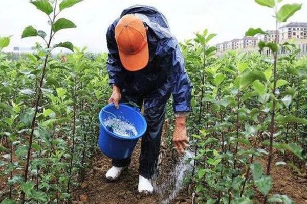 夏天怎么管理苗木，每次降雨或灌溉后都要松土除草