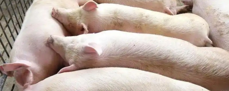 后备母猪不发情如何处理，可采取调换猪栏、增加运动量等措施