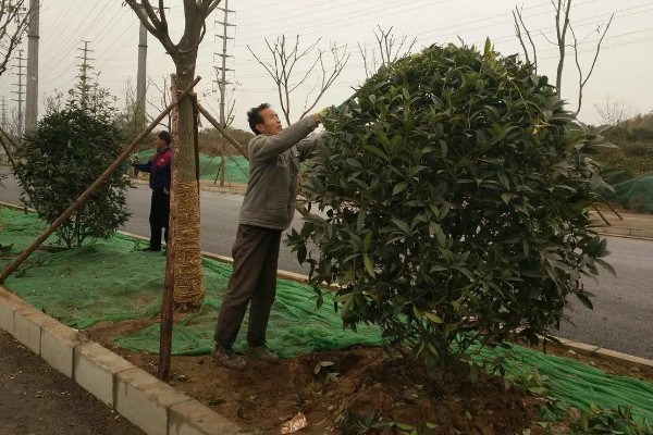 夏天怎么管理苗木，每次降雨或灌溉后都要松土除草