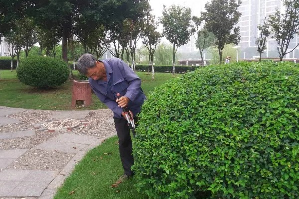 夏天怎么管理苗木，每次降雨或灌溉后都要松土除草