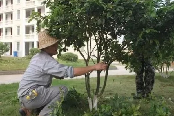 夏天怎么管理苗木，每次降雨或灌溉后都要松土除草