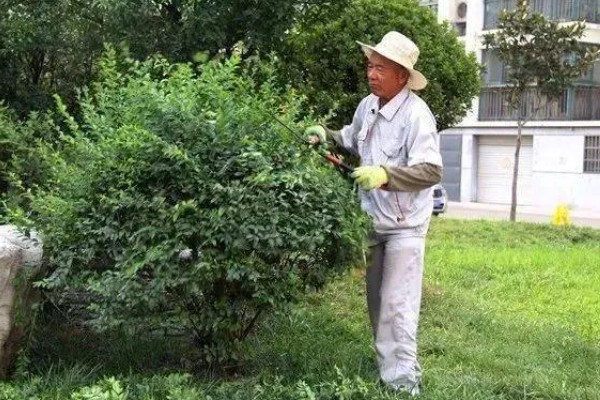 夏天怎么管理苗木，每次降雨或灌溉后都要松土除草