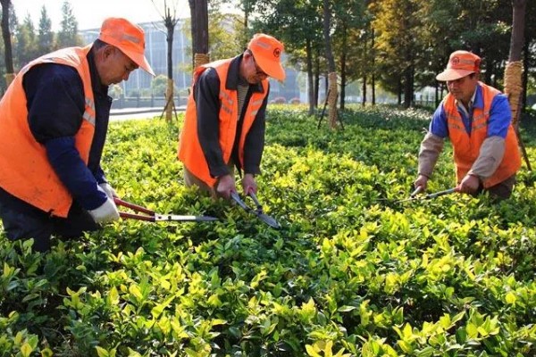 夏天怎么管理苗木，每次降雨或灌溉后都要松土除草