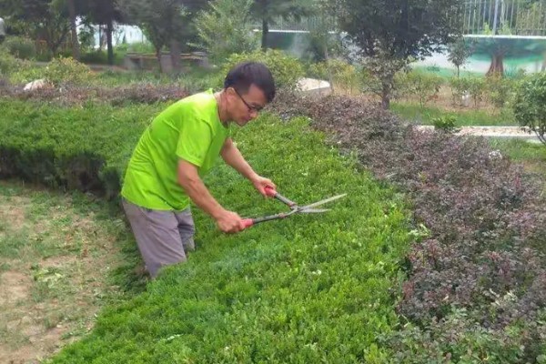 夏天怎么管理苗木，每次降雨或灌溉后都要松土除草