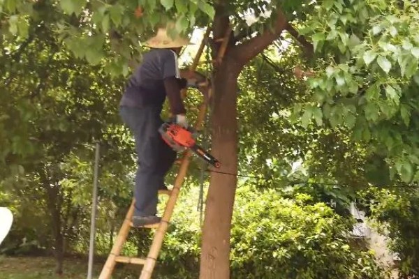 夏天怎么管理苗木，每次降雨或灌溉后都要松土除草