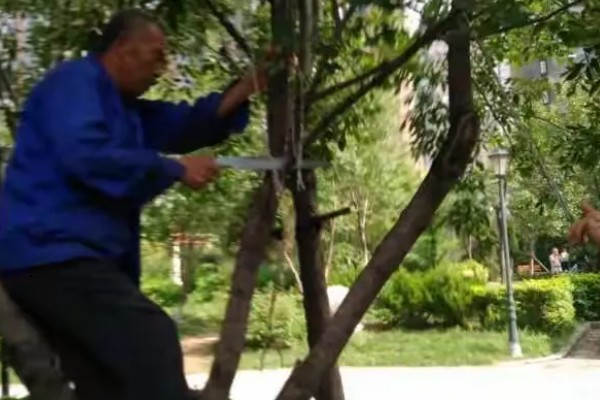 夏天怎么管理苗木，每次降雨或灌溉后都要松土除草