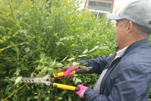 夏天怎么管理苗木，每次降雨或灌溉后都要松土除草