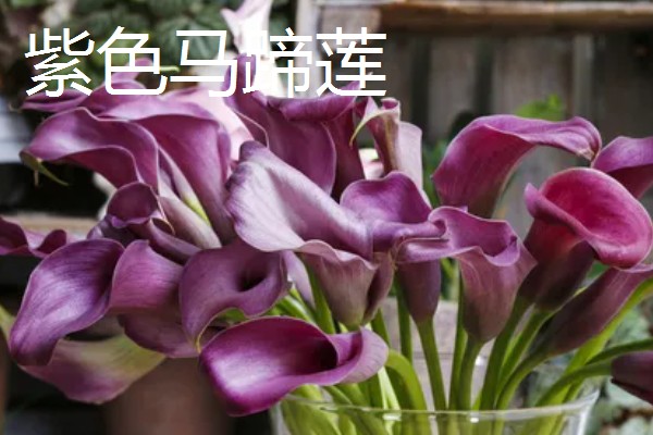 马蹄莲的花语，白色马蹄莲寓意着纯洁的爱