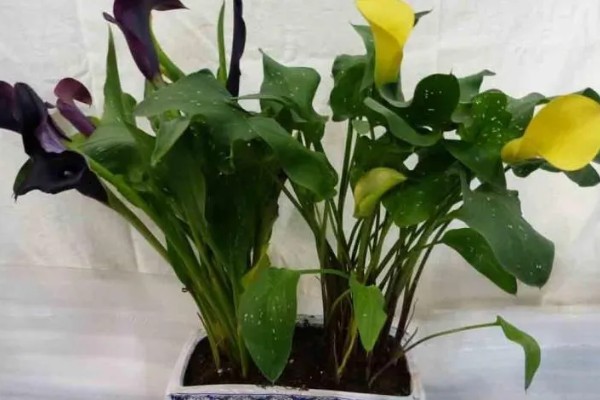 马蹄莲的花语，白色马蹄莲寓意着纯洁的爱