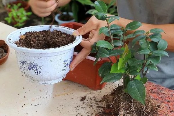 茶花只留树干还可以活吗，能活