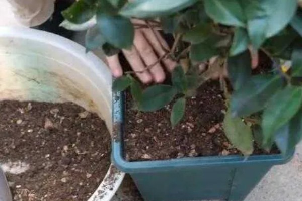 茶花只留树干还可以活吗，能活