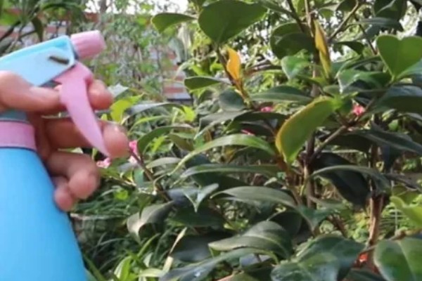 茶花只留树干还可以活吗，能活