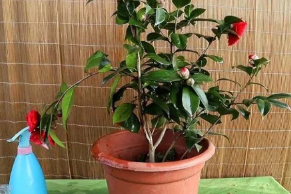 茶花只留树干还可以活吗，能活