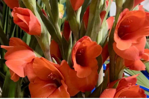 红色剑兰的花语，寓意福禄喜庆