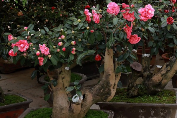 茶花只留树干还可以活吗，能活