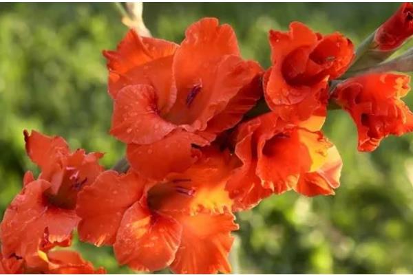 红色剑兰的花语，寓意福禄喜庆