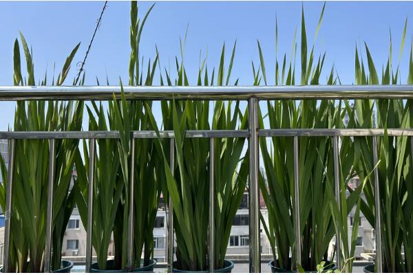 红色剑兰的花语，寓意福禄喜庆