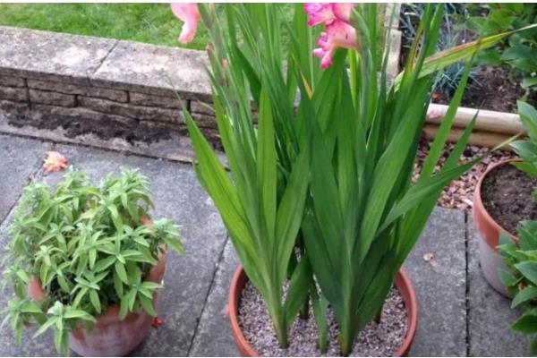 红色剑兰的花语，寓意福禄喜庆