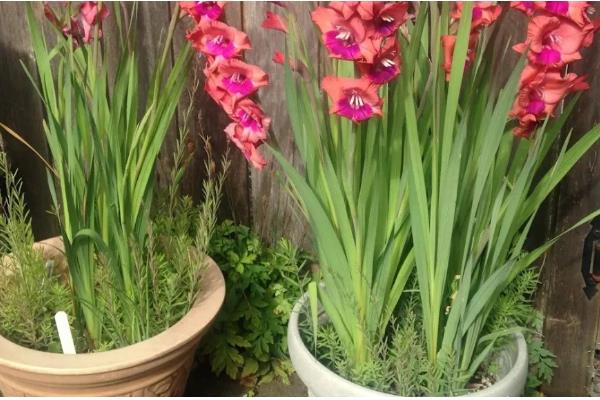 红色剑兰的花语，寓意福禄喜庆