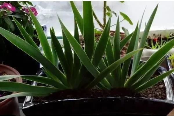 红色剑兰的花语，寓意福禄喜庆